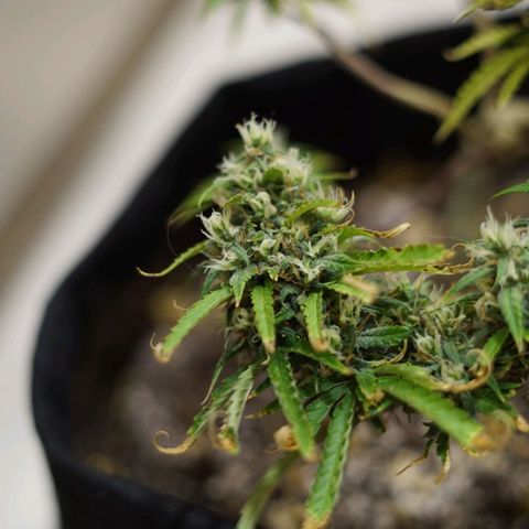 Space Girl growlog timeline photo
