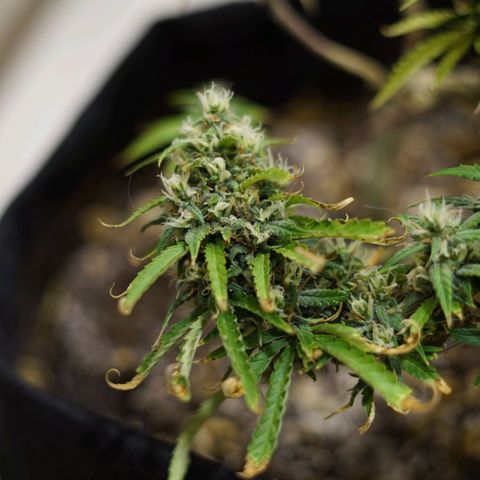 Space Girl growlog timeline photo