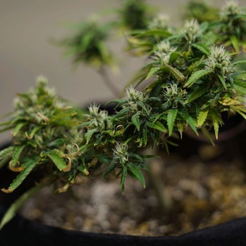 Space Girl growlog timeline photo
