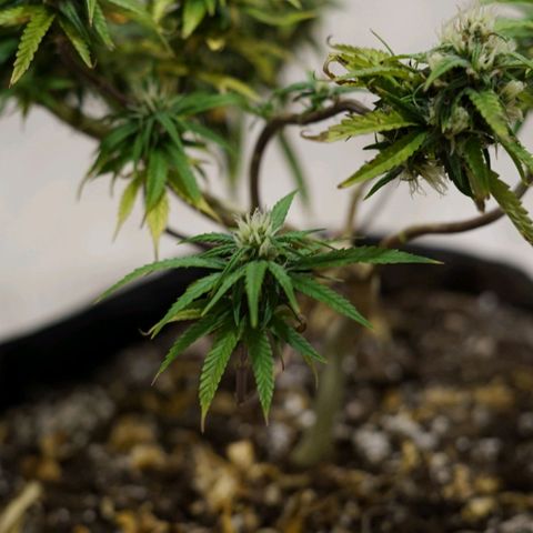 Space Girl growlog timeline photo