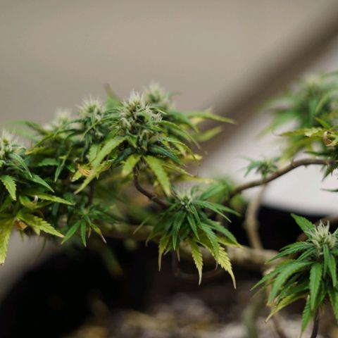 Space Girl growlog timeline photo