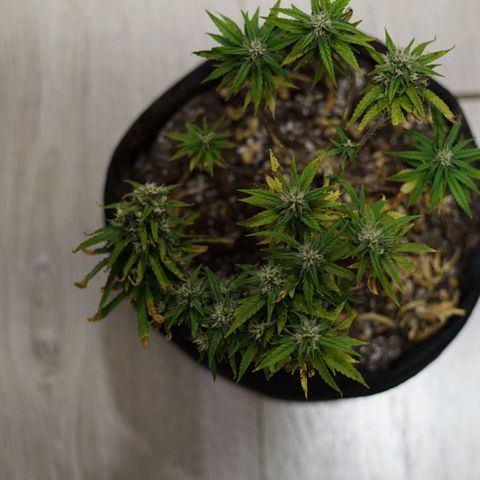 Space Girl growlog timeline photo