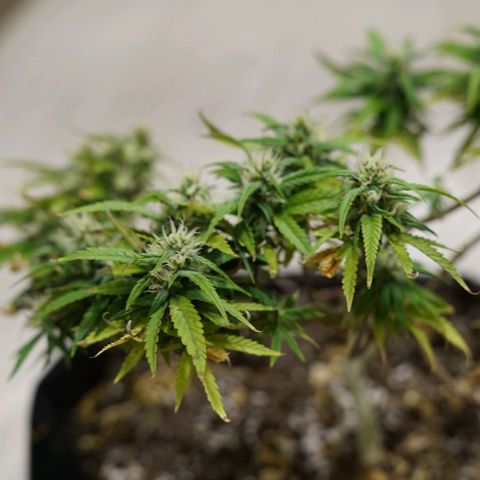 Space Girl growlog timeline photo