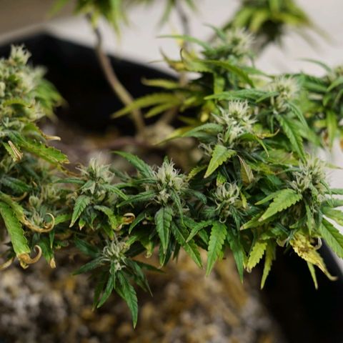 Space Girl growlog timeline photo