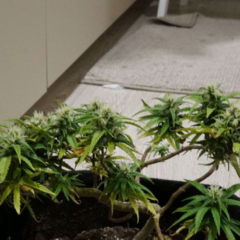 Space Girl growlog timeline photo