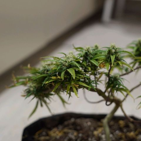Space Girl growlog timeline photo