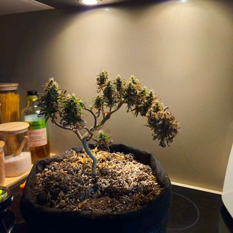 Space Girl growlog photo: Getting ready, top bud already has some milky and also some amber! 