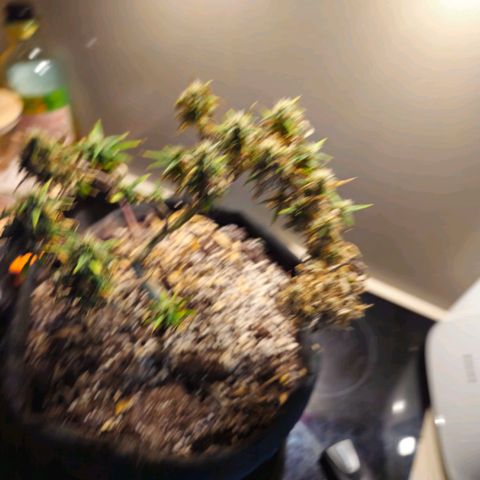 Space Girl growlog photo: Getting ready, top bud already has some milky and also some amber! 