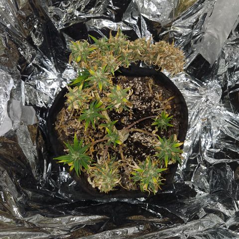 Space Girl growlog photo: She's absolutely a bonzai