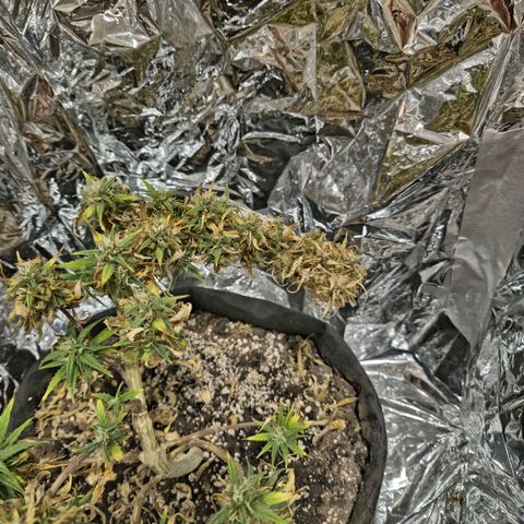 Space Girl growlog photo: She's absolutely a bonzai