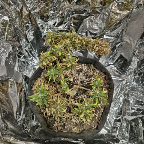 Space Girl growlog photo: She's absolutely a bonzai