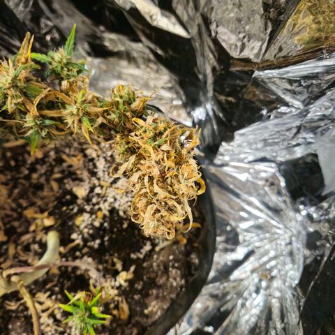 Space Girl growlog photo: She's absolutely a bonzai