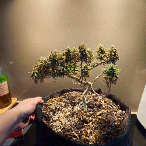 Space Girl growlog photo: She's absolutely a bonzai