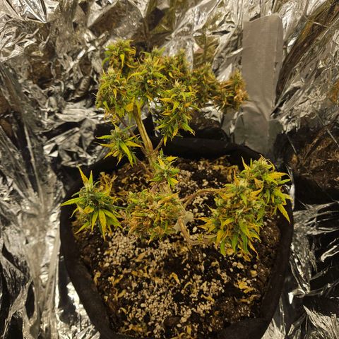 Space Girl growlog timeline photo