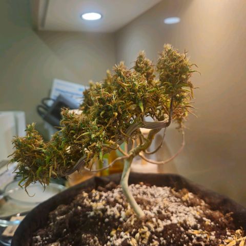 Space Girl growlog photo: First dried bud, slowdried by boveda and now curing since about 15th or so