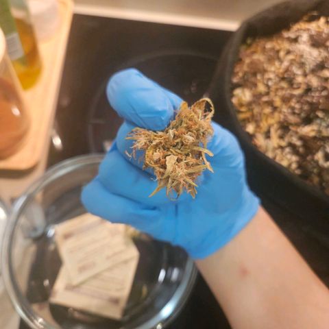 Space Girl growlog photo: First dried bud, slowdried by boveda and now curing since about 15th or so