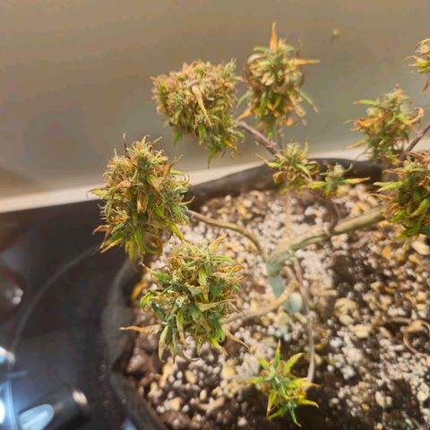 Space Girl growlog photo: First dried bud, slowdried by boveda and now curing since about 15th or so