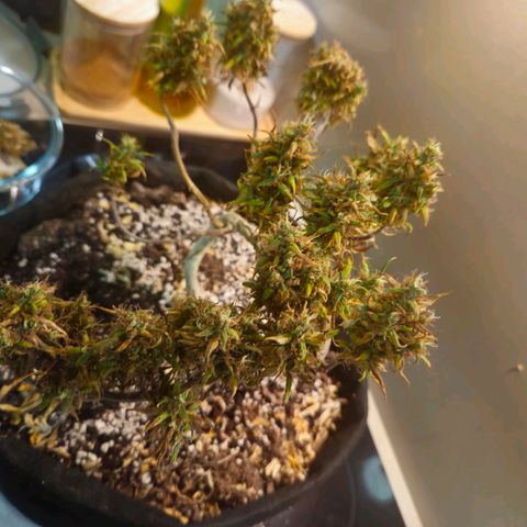 Space Girl growlog photo: First dried bud, slowdried by boveda and now curing since about 15th or so