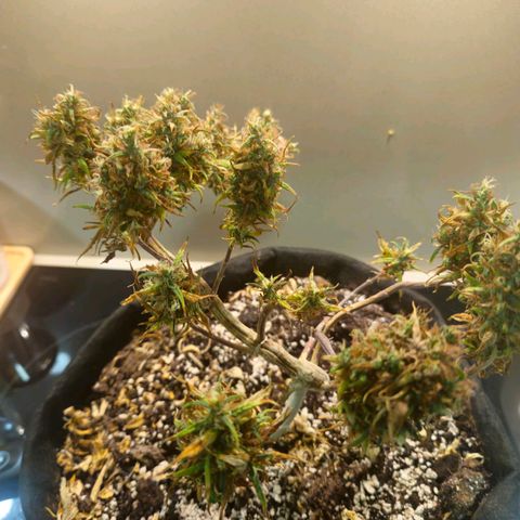 Space Girl growlog photo: First dried bud, slowdried by boveda and now curing since about 15th or so