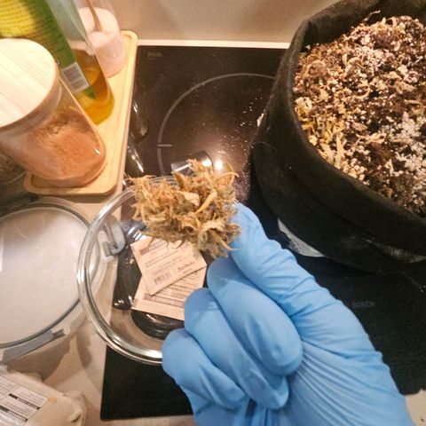 Space Girl growlog photo: First dried bud, slowdried by boveda and now curing since about 15th or so