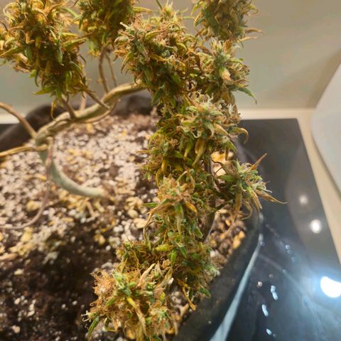 Space Girl growlog photo: First dried bud, slowdried by boveda and now curing since about 15th or so