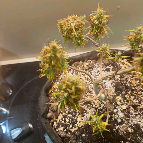 Space Girl growlog photo: First dried bud, slowdried by boveda and now curing since about 15th or so