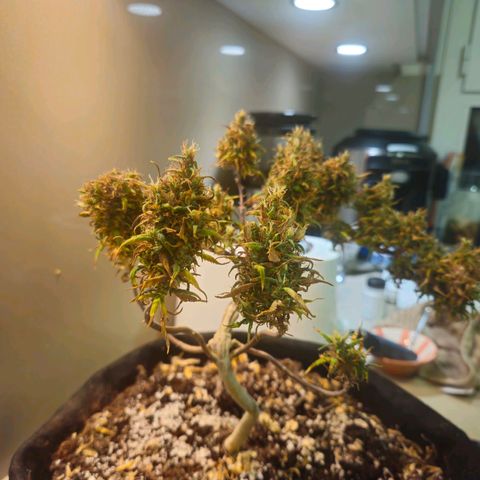 Space Girl growlog photo: First dried bud, slowdried by boveda and now curing since about 15th or so