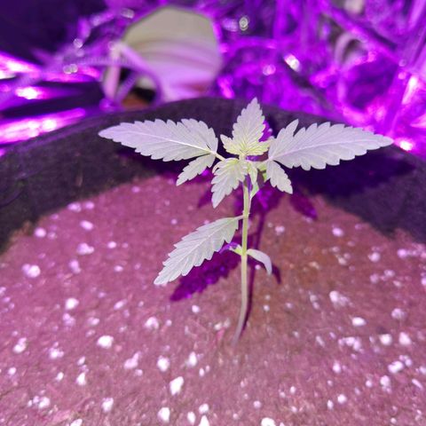 Skunk #1 growlog timeline photo