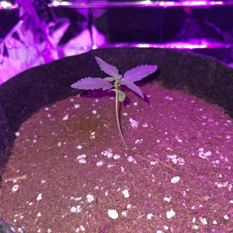 Purple Skunk growlog timeline photo