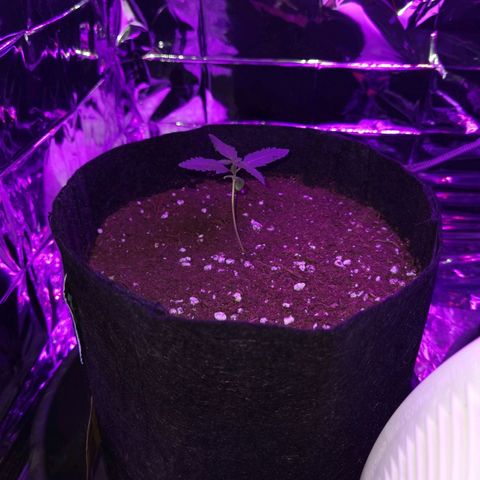 Purple Skunk growlog photo: Wieder hoch Richtung Mitte gewachsen
Noch leichte Adlerkralle hinten. 