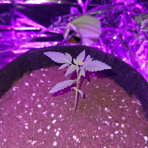 Skunk #1 growlog photo: TOP Entwicklung. Keine Anzeichen von Schwächen etc. 