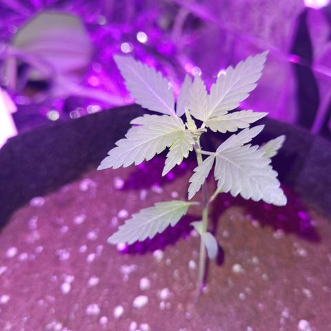Skunk #1 growlog timeline photo