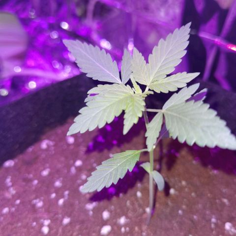 Skunk #1 growlog timeline photo