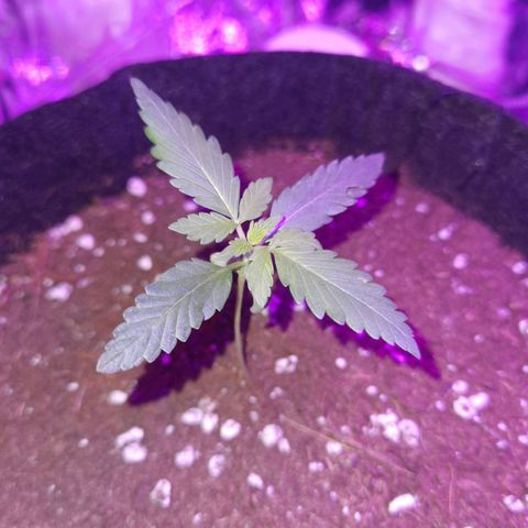 Purple Skunk growlog timeline photo