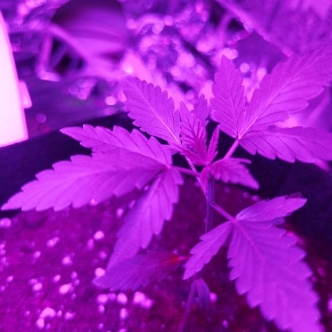 Skunk #1 growlog timeline photo