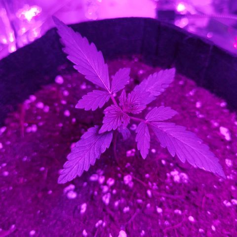 Purple Skunk growlog timeline photo