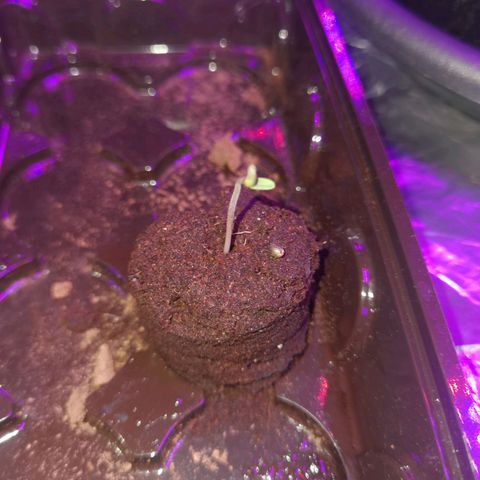 Purple Skunk 2.0 growlog timeline photo