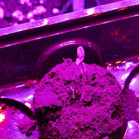 Purple Skunk 2.0 growlog photo: Nächsten Blätter kommen