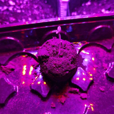 Purple Skunk 2.0 growlog timeline photo