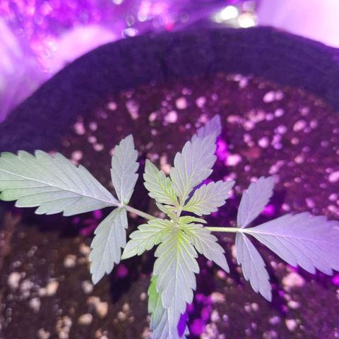 Purple Skunk growlog timeline photo