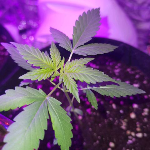 Skunk #1 growlog timeline photo