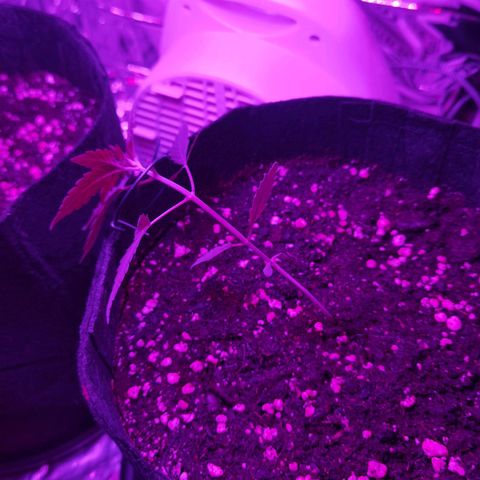 Skunk #1 growlog photo: Kleiner Fehler am Blatt unterlaufen. 
