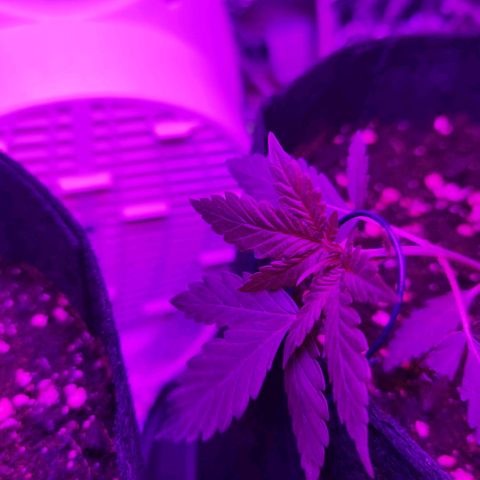 Skunk #1 growlog photo: Kleiner Fehler am Blatt unterlaufen. 