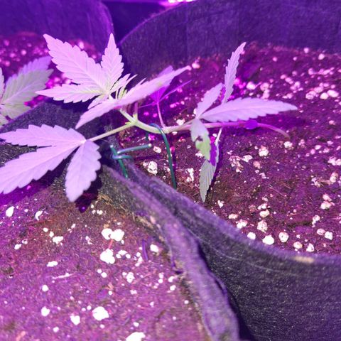 Skunk #1 growlog photo: LST verbessert
Sieht seht gut aus