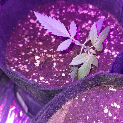 Purple Skunk growlog timeline photo