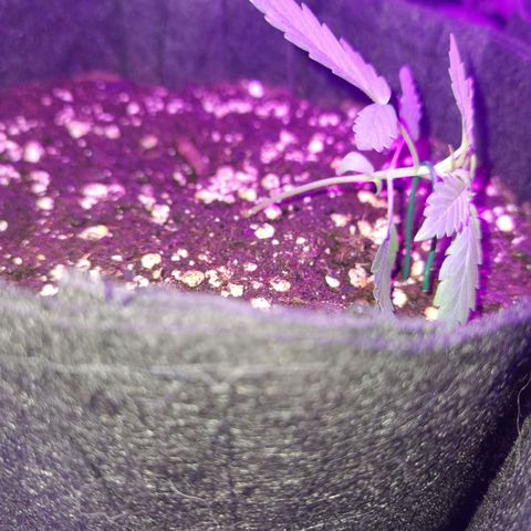 Purple Skunk growlog timeline photo
