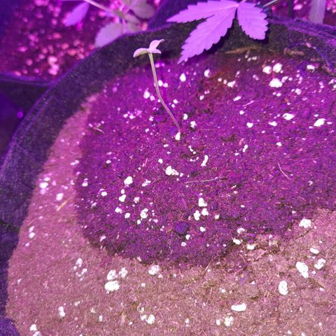 Purple Skunk 2.0 growlog timeline photo