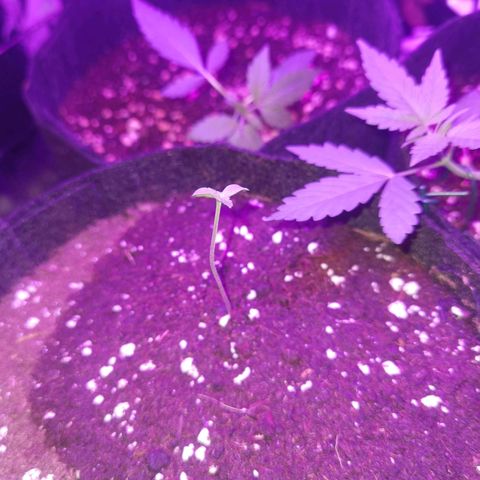 Purple Skunk 2.0 growlog timeline photo