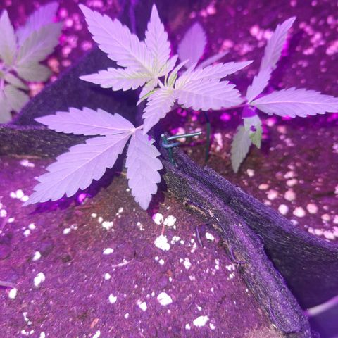 Skunk #1 growlog timeline photo