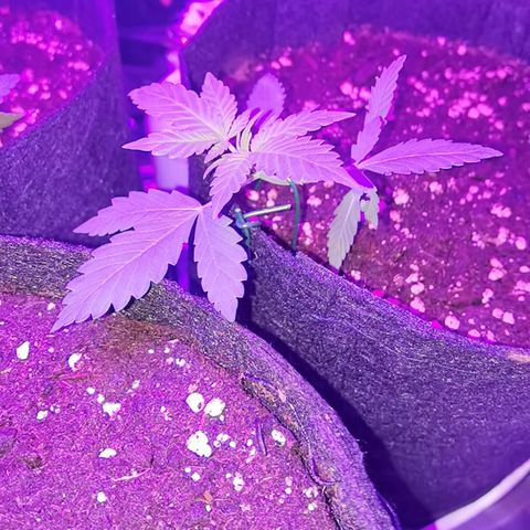 Skunk #1 growlog timeline photo